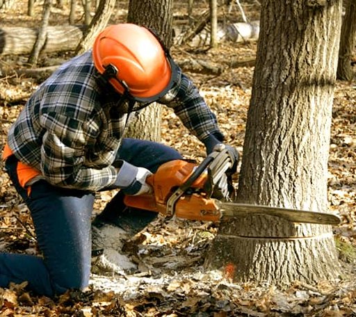 Tree Removal in Houston, MN